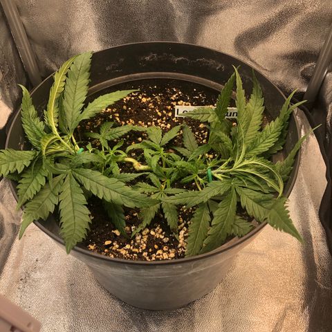 Lemon Skunk x Super Silver Haze growlog timeline photo