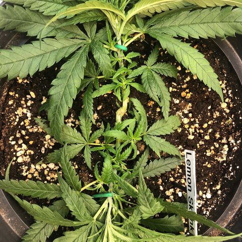 Lemon Skunk x Super Silver Haze growlog timeline photo