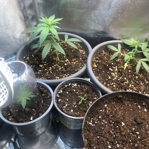 Jack Herer  growlog timeline photo