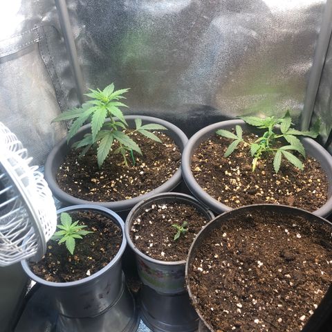 Jack Herer  growlog timeline photo
