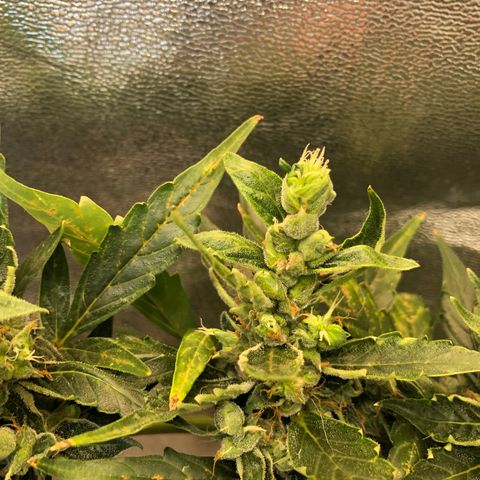 Jacky growlog timeline photo