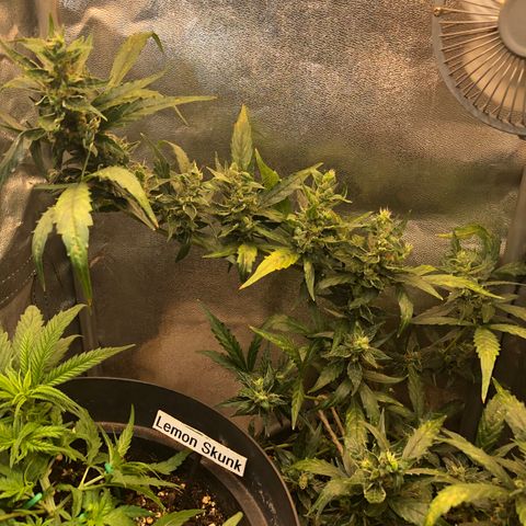 Jacky growlog timeline photo