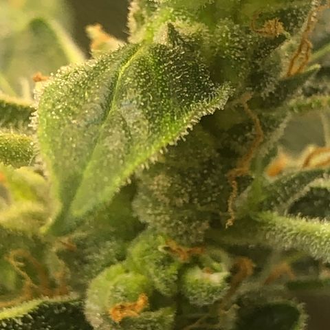 Jacky growlog timeline photo