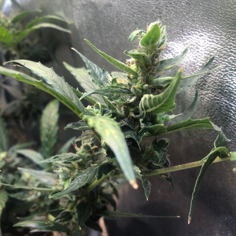Jacky growlog timeline photo