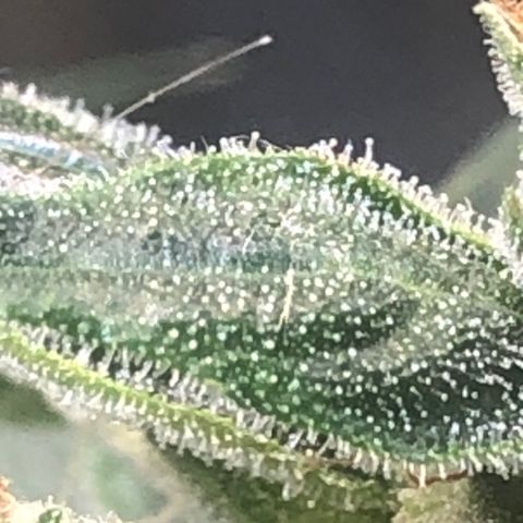 Jacky growlog timeline photo