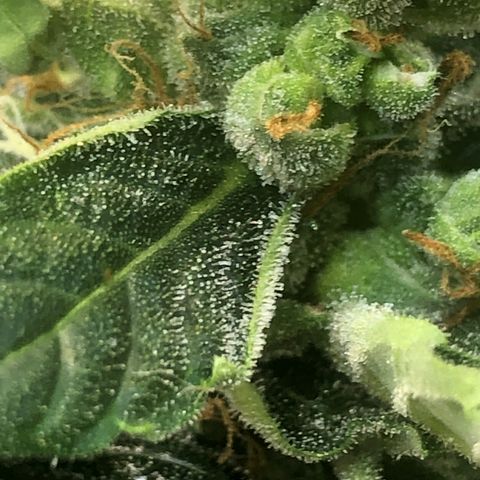 Jacky growlog timeline photo