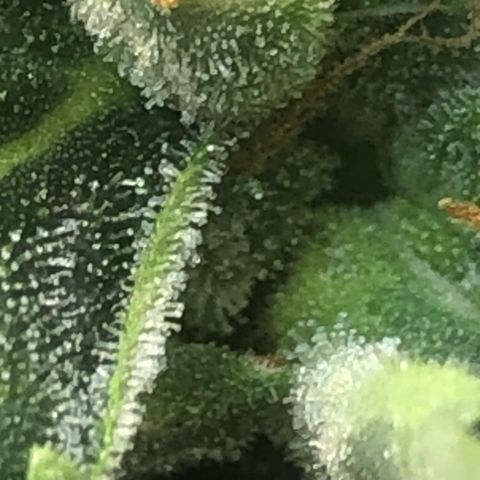 Jacky growlog timeline photo