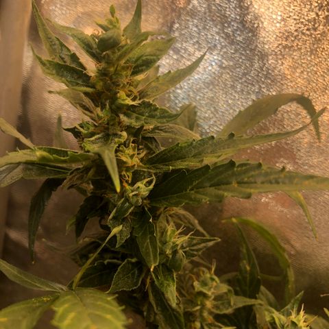 Jacky growlog timeline photo