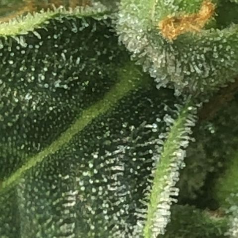 Jacky growlog timeline photo
