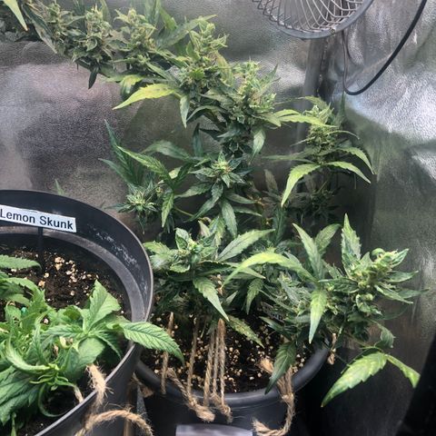 Jacky growlog timeline photo