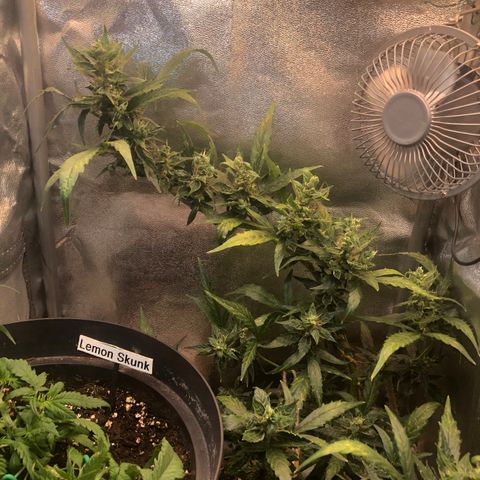Jacky growlog timeline photo