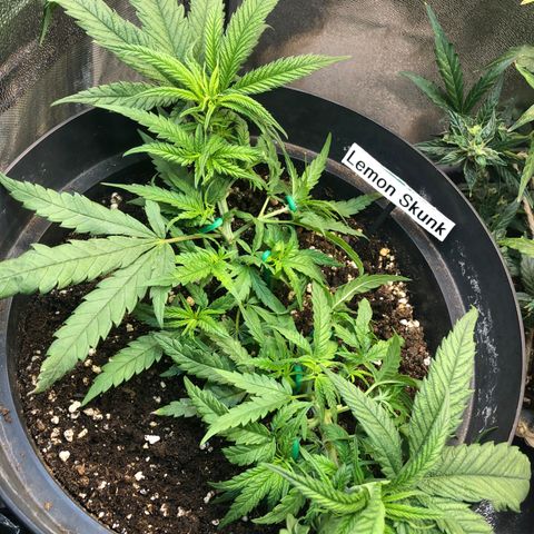 Lemon Skunk x Super Silver Haze growlog timeline photo