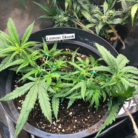 Lemon Skunk x Super Silver Haze growlog timeline photo