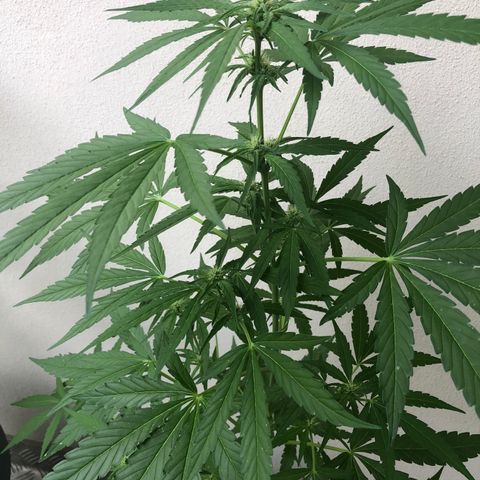 Jack Herer  growlog timeline photo