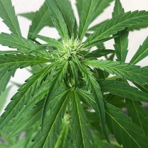Jack Herer  growlog timeline photo
