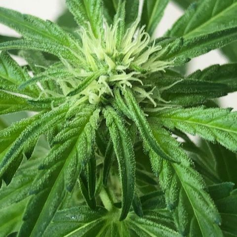 Jack Herer  growlog timeline photo