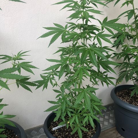 Jack Herer  growlog timeline photo