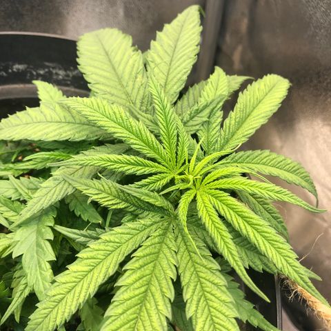 Lemon Skunk x Super Silver Haze growlog timeline photo
