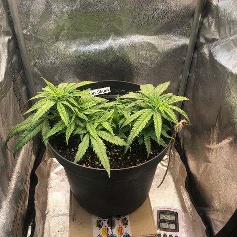 Lemon Skunk x Super Silver Haze growlog timeline photo