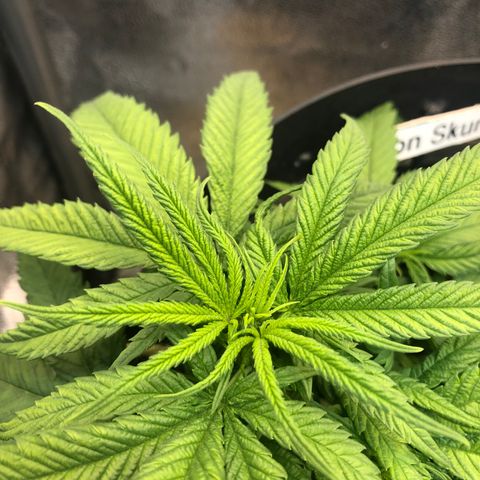 Lemon Skunk x Super Silver Haze growlog timeline photo