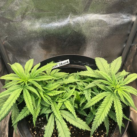 Lemon Skunk x Super Silver Haze growlog timeline photo