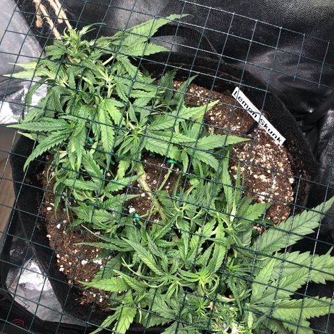 Lemon Skunk x Super Silver Haze growlog timeline photo