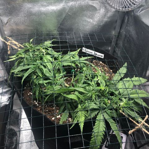 Lemon Skunk x Super Silver Haze growlog timeline photo
