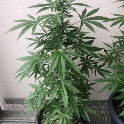 Jack Herer  growlog timeline photo