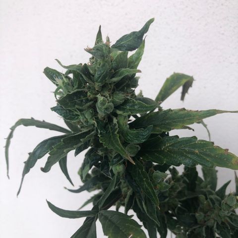 Jacky growlog timeline photo