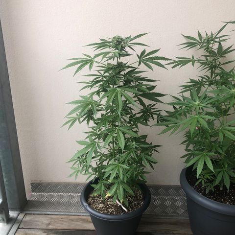 Jack Herer  growlog timeline photo