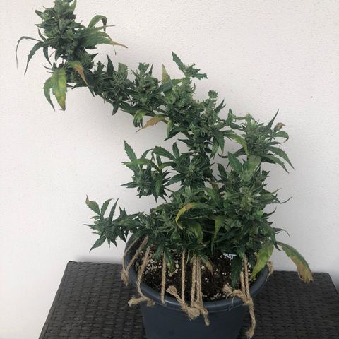 Jacky growlog timeline photo