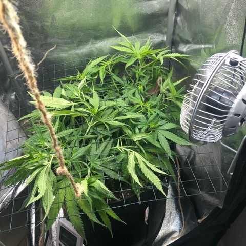 Lemon Skunk x Super Silver Haze growlog timeline photo