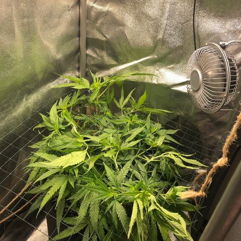 Lemon Skunk x Super Silver Haze growlog timeline photo