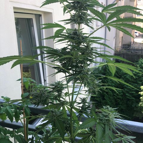 Jack Herer  growlog timeline photo