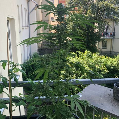 Jack Herer  growlog timeline photo