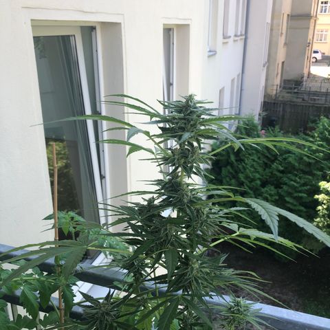 Jack Herer  growlog timeline photo