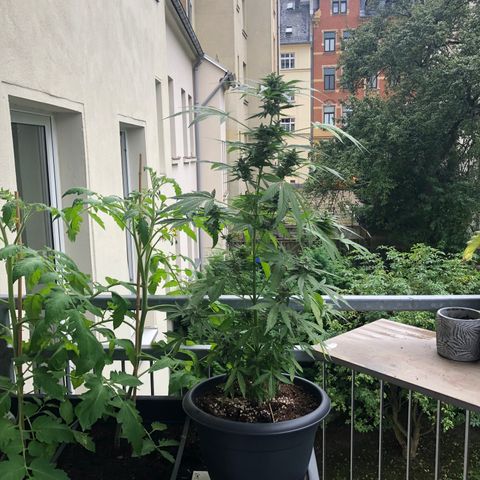 Jack Herer  growlog timeline photo