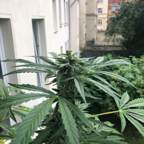 Jack Herer  growlog timeline photo