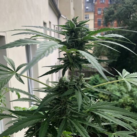 Jack Herer  growlog timeline photo