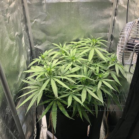Lemon Skunk x Super Silver Haze growlog timeline photo