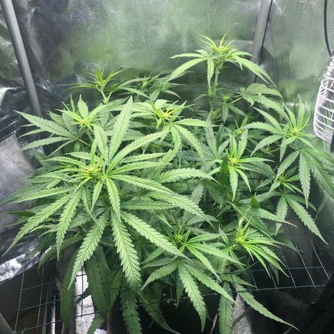 Lemon Skunk x Super Silver Haze growlog timeline photo