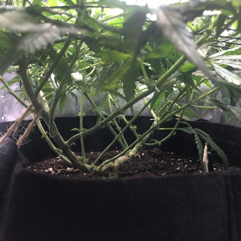 Lemon Skunk x Super Silver Haze growlog timeline photo
