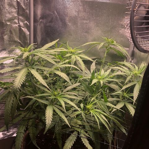 Lemon Skunk x Super Silver Haze growlog timeline photo