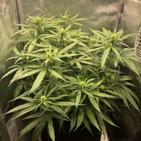 Lemon Skunk x Super Silver Haze growlog timeline photo