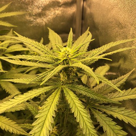 Lemon Skunk x Super Silver Haze growlog timeline photo