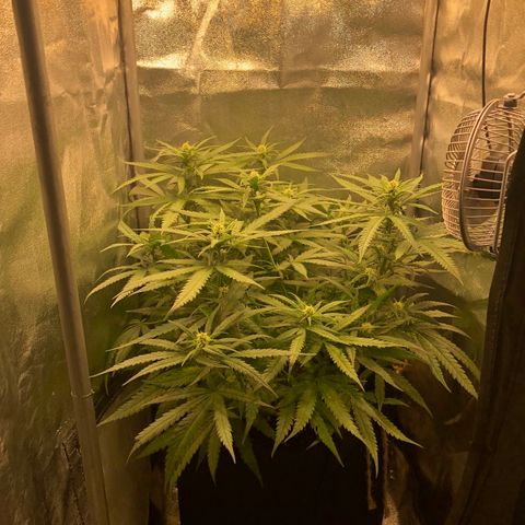 Lemon Skunk x Super Silver Haze growlog timeline photo