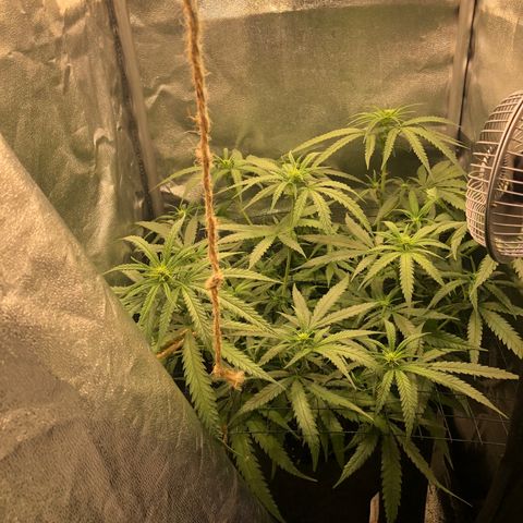 Lemon Skunk x Super Silver Haze growlog timeline photo