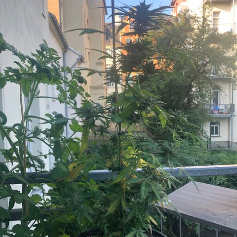 Jack Herer  growlog timeline photo
