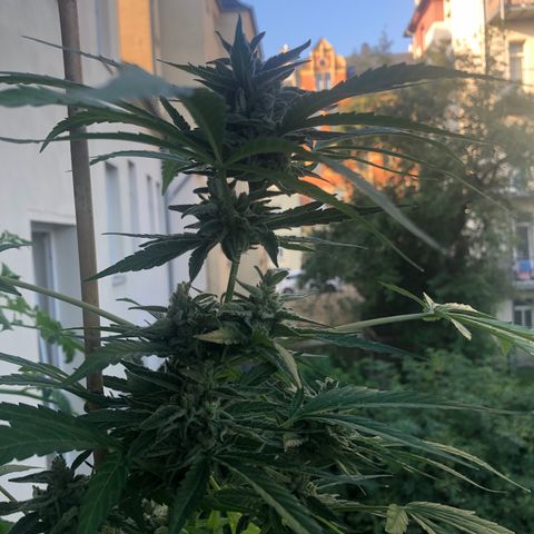 Jack Herer  growlog timeline photo