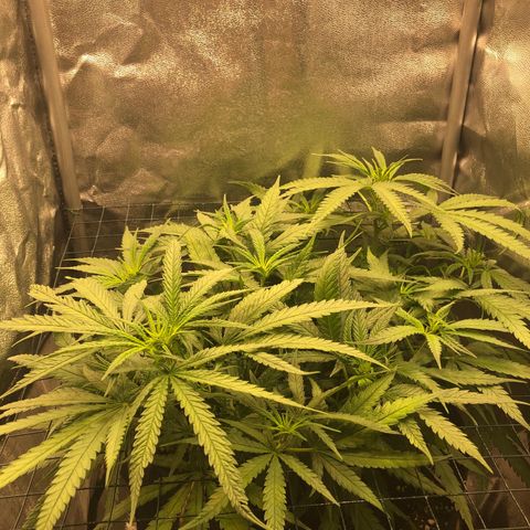 Lemon Skunk x Super Silver Haze growlog timeline photo